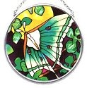 Insects