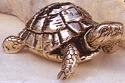 Turtles