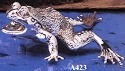 Frogs