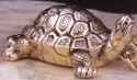 Turtles