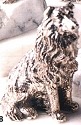 Dogs C-D