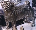 Dogs P-R