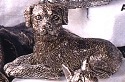 Dogs P-R