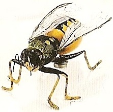 Insects