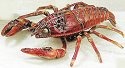 Lobsters