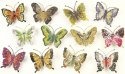 Insects