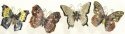 Insects