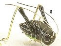 Insects