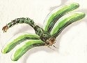Insects