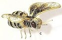 Insects