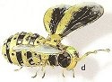 Insects