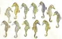 Seahorses