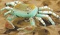 Crabs
