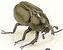 Insects