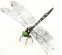 Insects