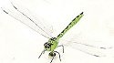 Insects