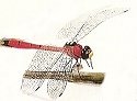Insects