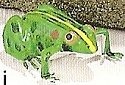 Frogs