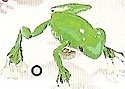 Frogs