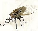 Insects