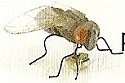Insects