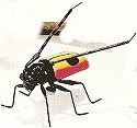 Insects