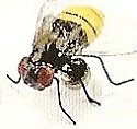 Insects