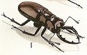 Insects