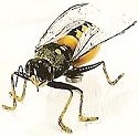 Insects