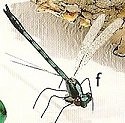 Insects