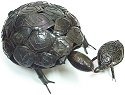 Reptiles
