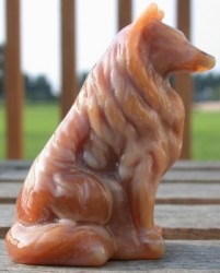 Collie