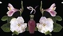 Fragrance
