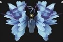 Fragrance