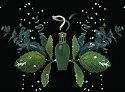 Fragrance