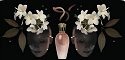 Fragrance