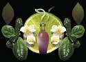 Fragrance