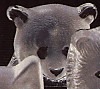 Panda Bears