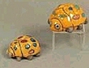 Insects