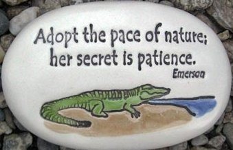 August Ceramics R336 Adopt the pace of nature with alligator artwork Rock