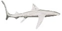D'Argenta a18 Shark by Enrique Jolly