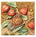 Animals - Insects