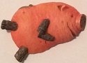 Home Grown 4009137PPI Sweet Potato Pig Magnet
