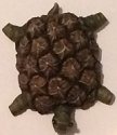 Home Grown 4009137PTI Pineapple Turtle Magnet