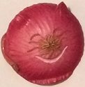 Home Grown 4009137RCI Red Onion Cat Magnet
