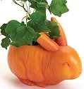 Home Grown 4017247 Carrot
