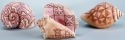 Jim Shore 4026846 Sea Shells Mini Set of 3 Figurine