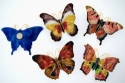 Animals - Insects - Butterflies