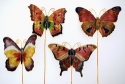 Animals - Insects - Butterflies