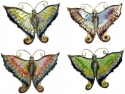 Animals - Insects - Butterflies